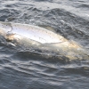 737 favorite color, Lars 9kg salmon, Sweden